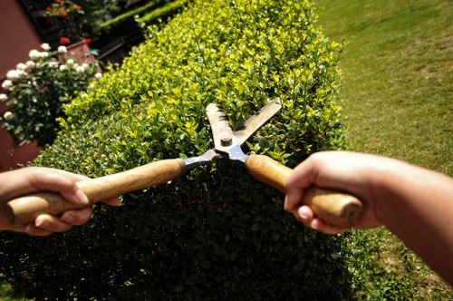 Local arborist carrying out pruning in Kilburn