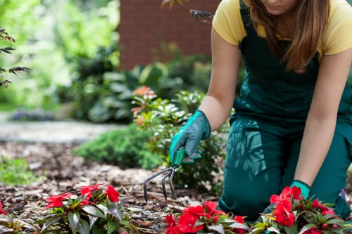 Professional arborist selectively pruning dense branches on a Kilburn property