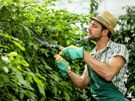Insurance and safety planning for tree surgery in Kilburn