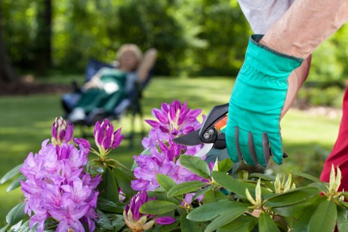 Professional hedge trimming for local gardens and boundaries